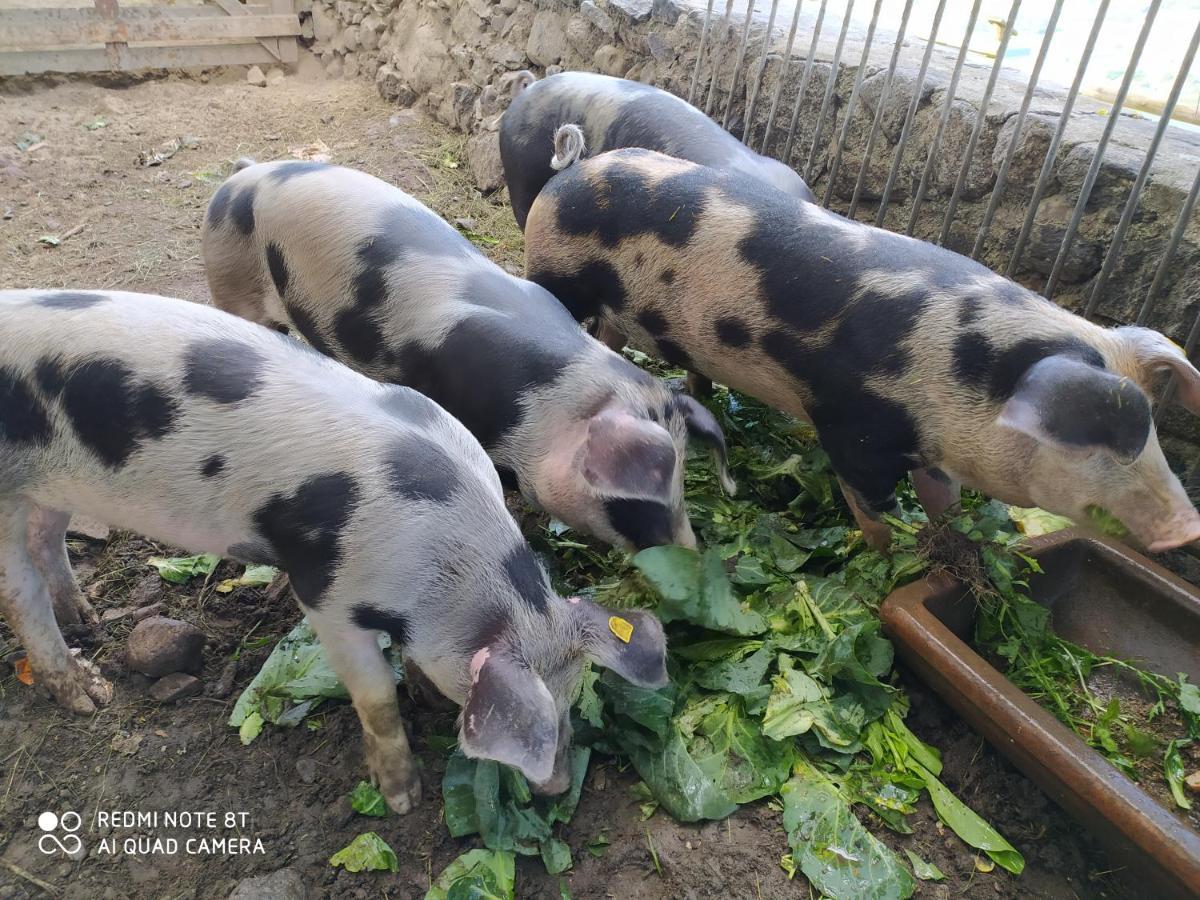 Buehlerhof Agriturismo, Obst-&weingut, Urlaub Mit Hund, Pferde, Bauernhof, Brixen *